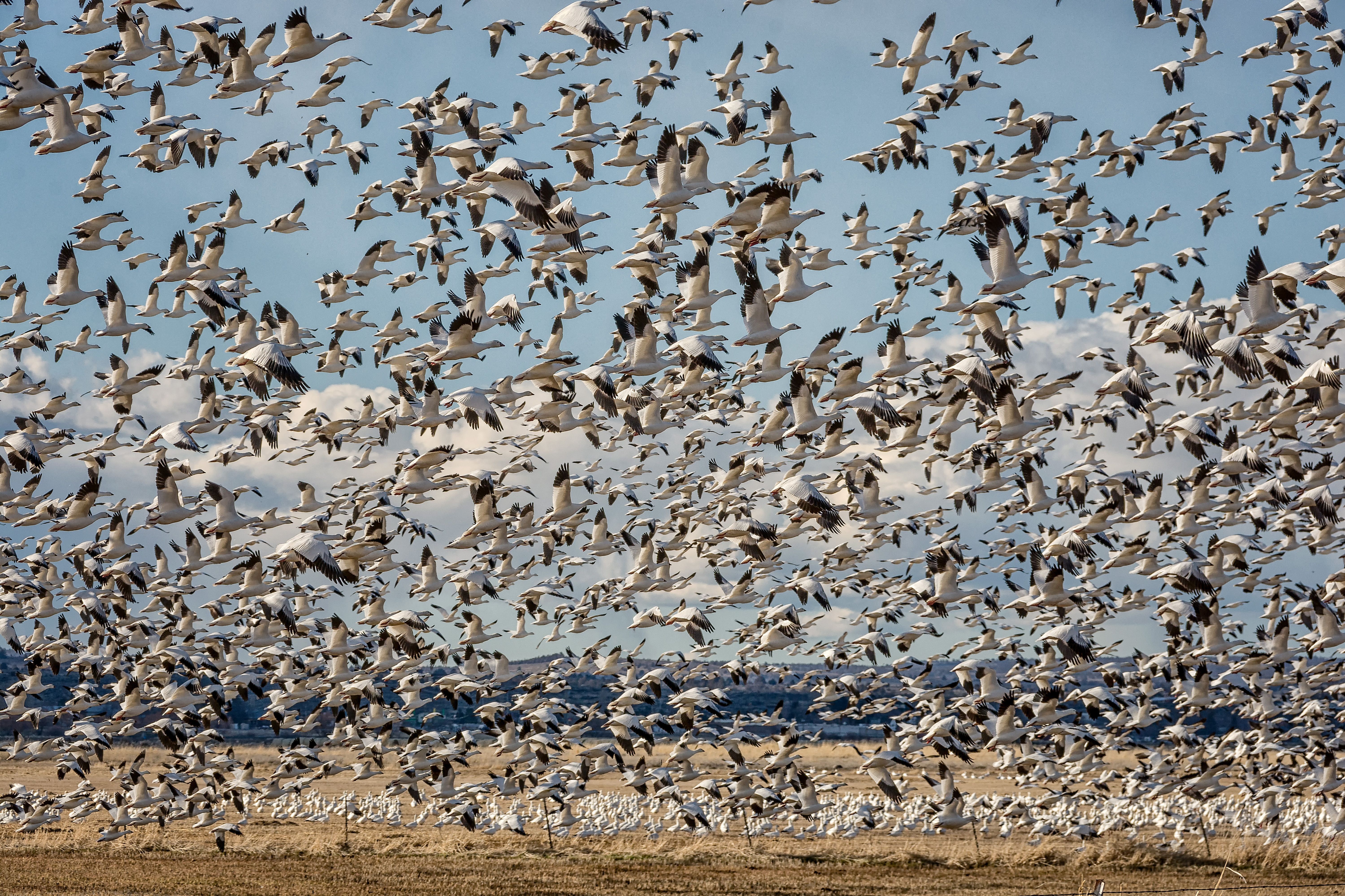 Harney County Migratory Bird Festival