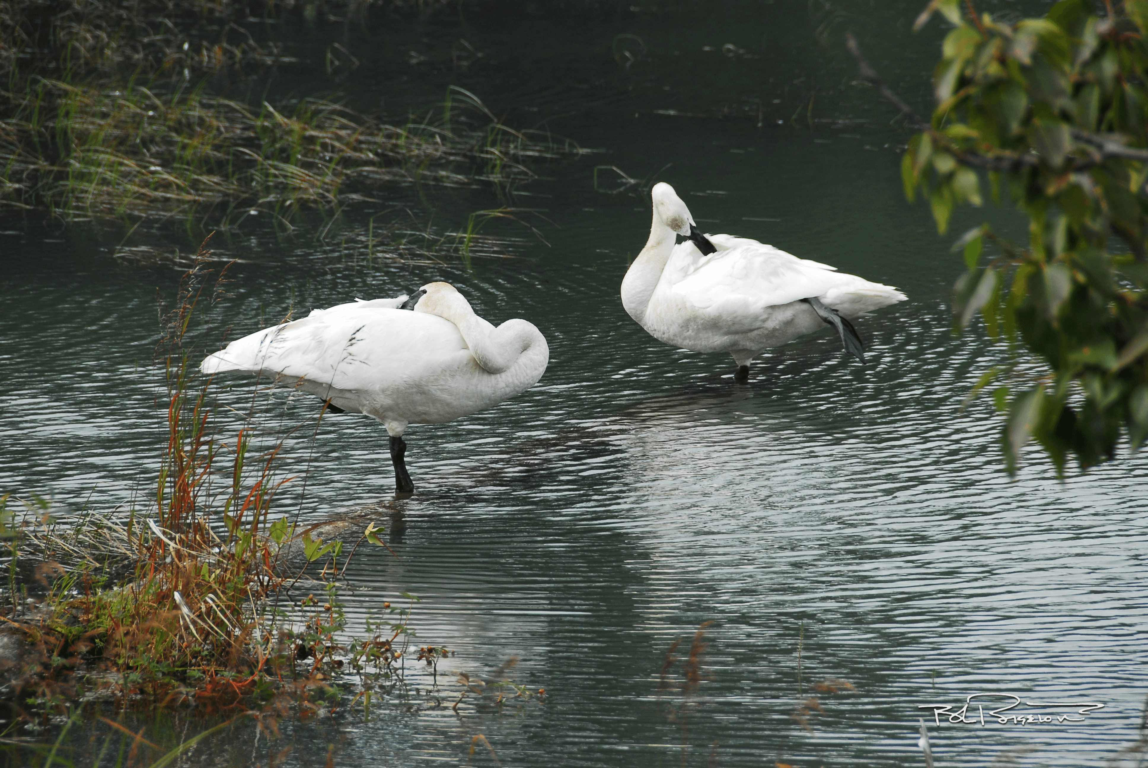 Swans Preening