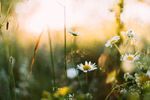 Picture of Flowers in a garden