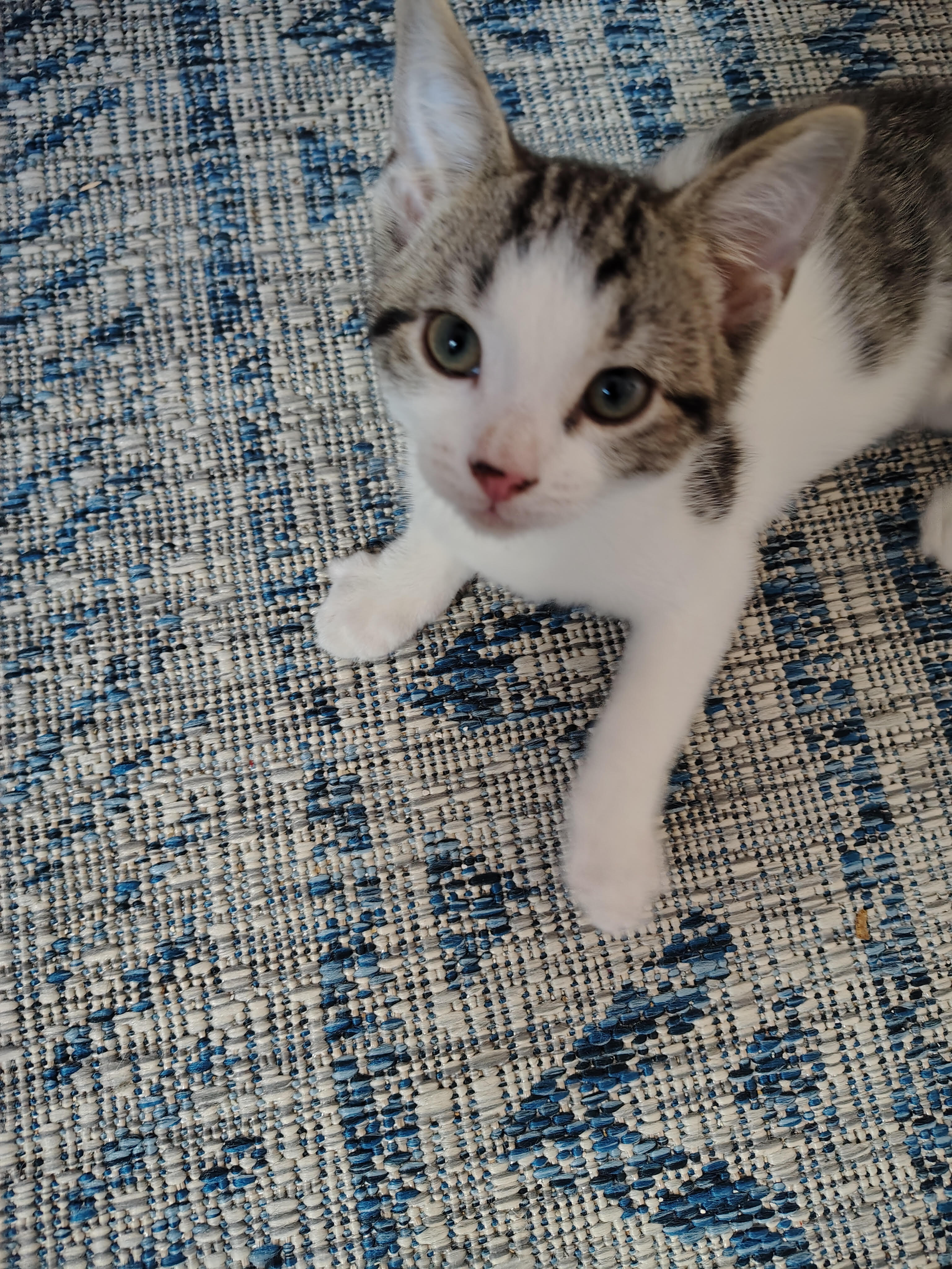 Andy - ADOPTION PENDING