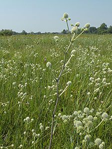 Rattlesnake Master