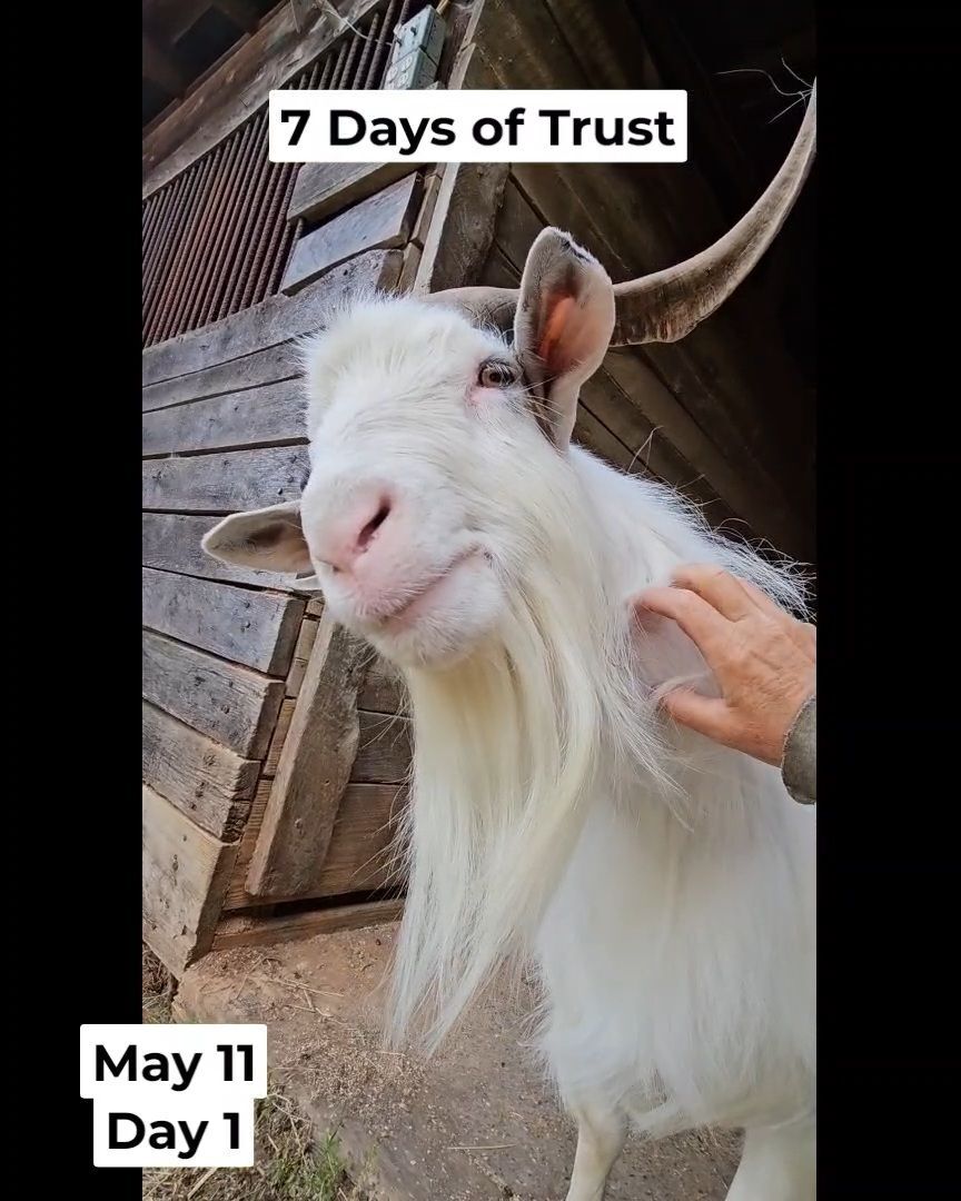 Watch 7 Days of Trust with Obi