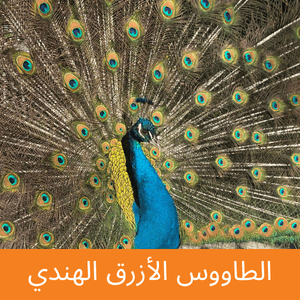 Indian Blue Peafowl
