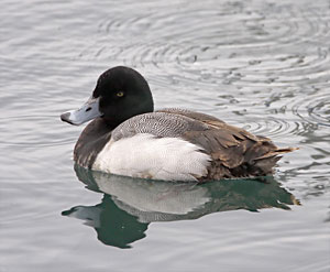 Greater Scaup