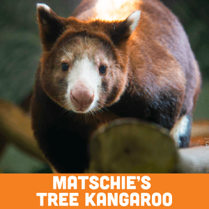 matchie's tree kangaroo