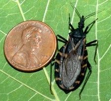 Insect-Borne Disease Alerts