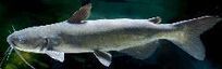 Channel Catfish