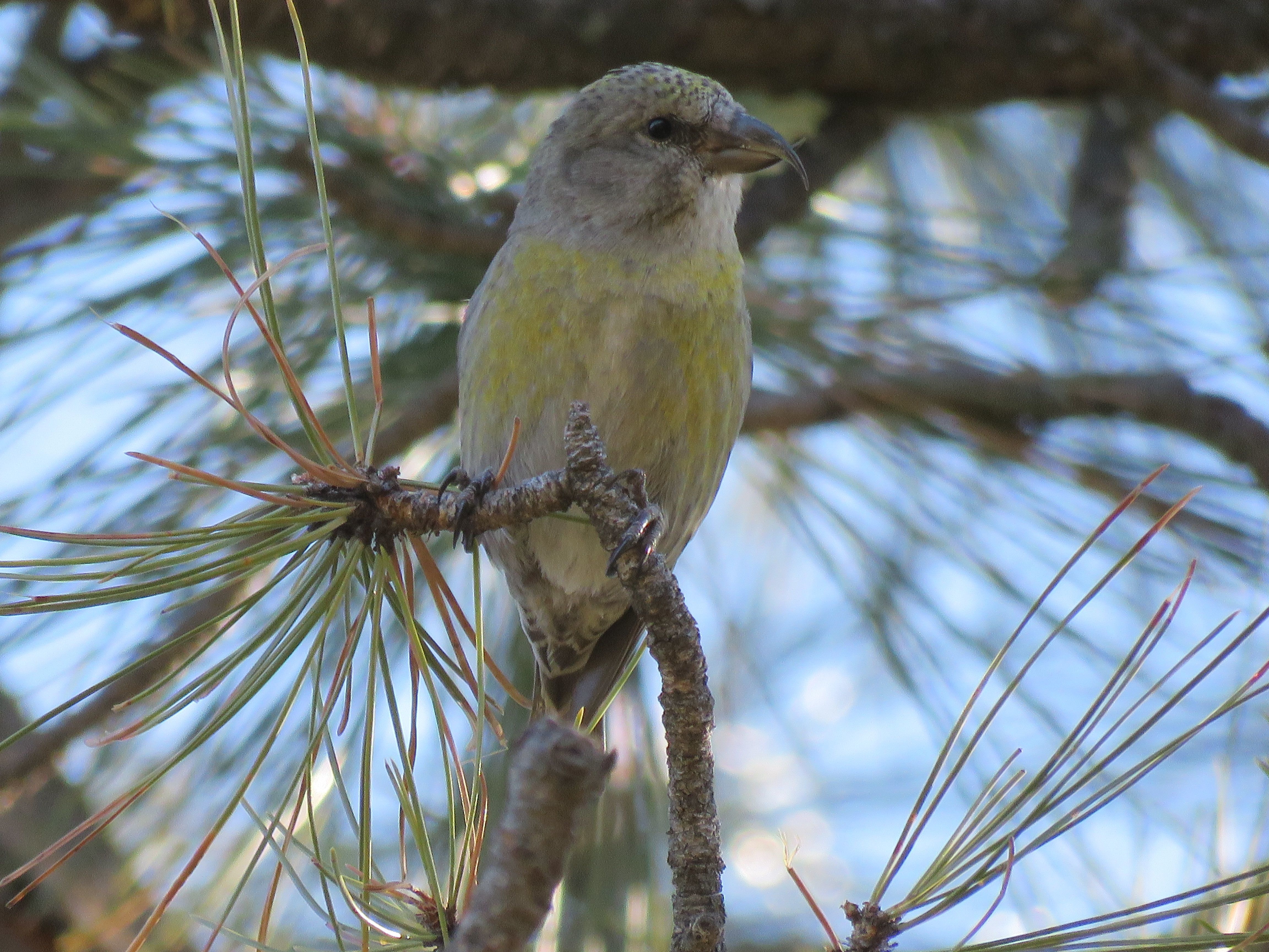 It’s Back! The Annual Audubon Christmas Bird Count