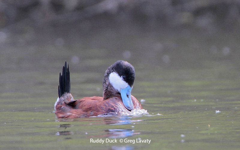 Ruddy Duck