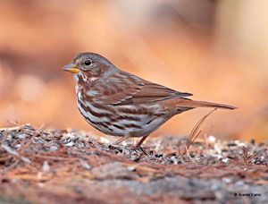 Fox Sparrow