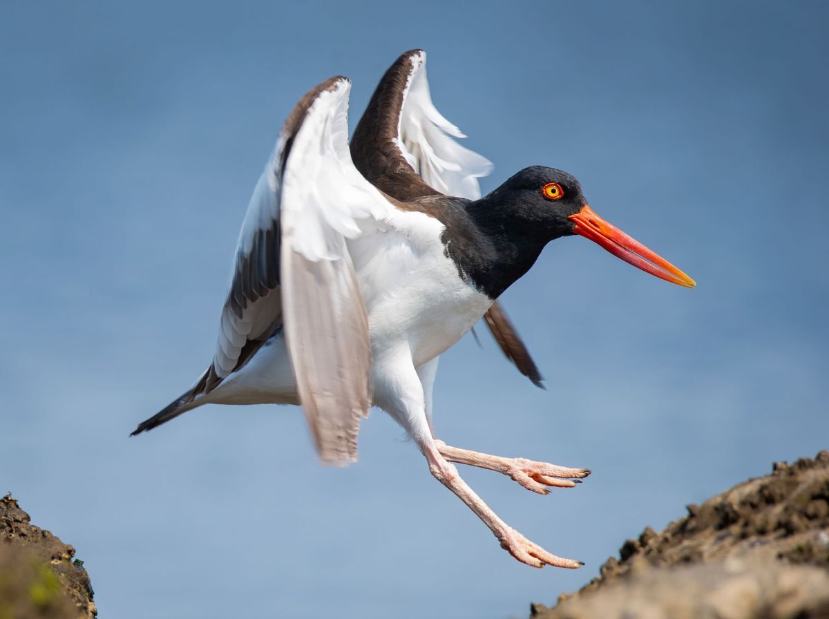 Oystercatcher by Jason Major