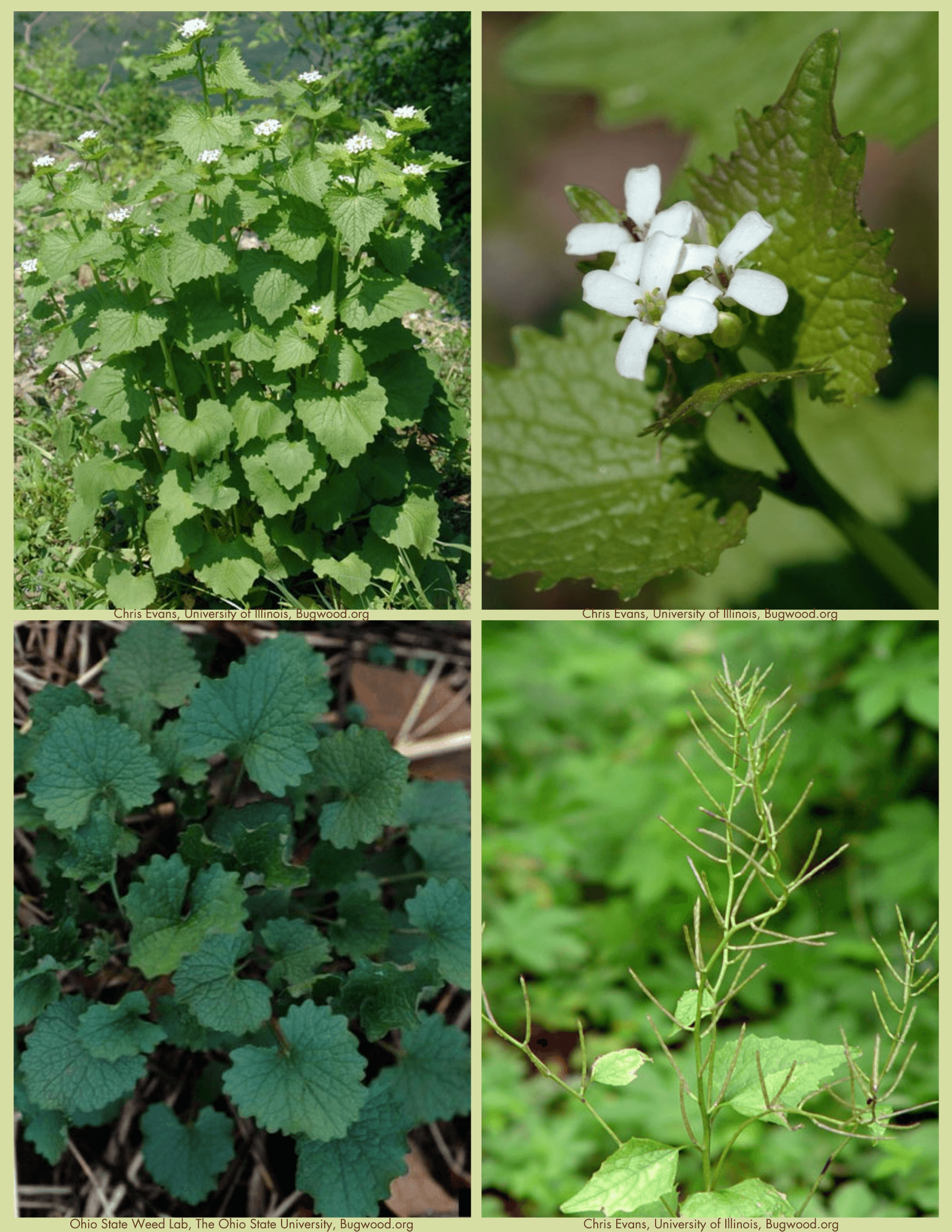 Garlic Mustard