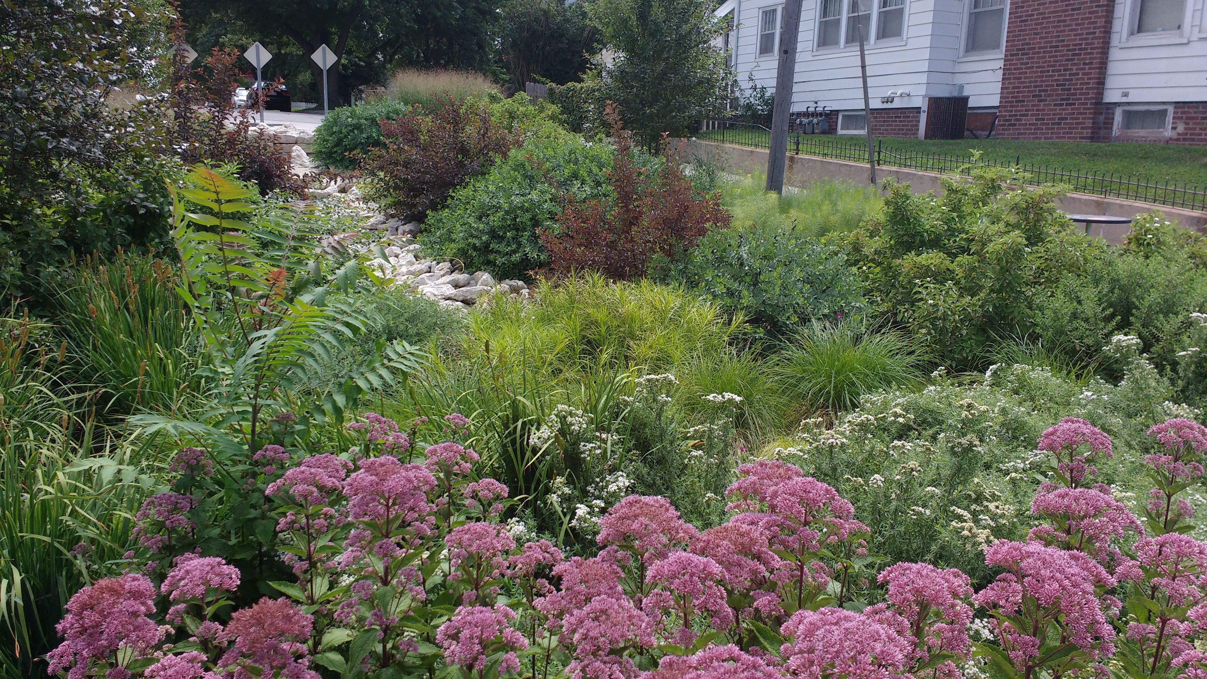 Joe Pye Weed and other rain garden plants in a neighborhood rain garden 