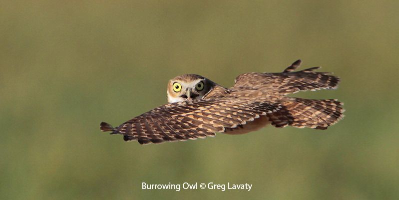 Burrowing Owl