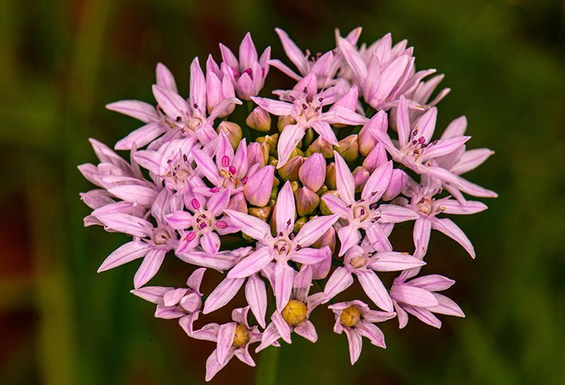Drummond's Wild Onion