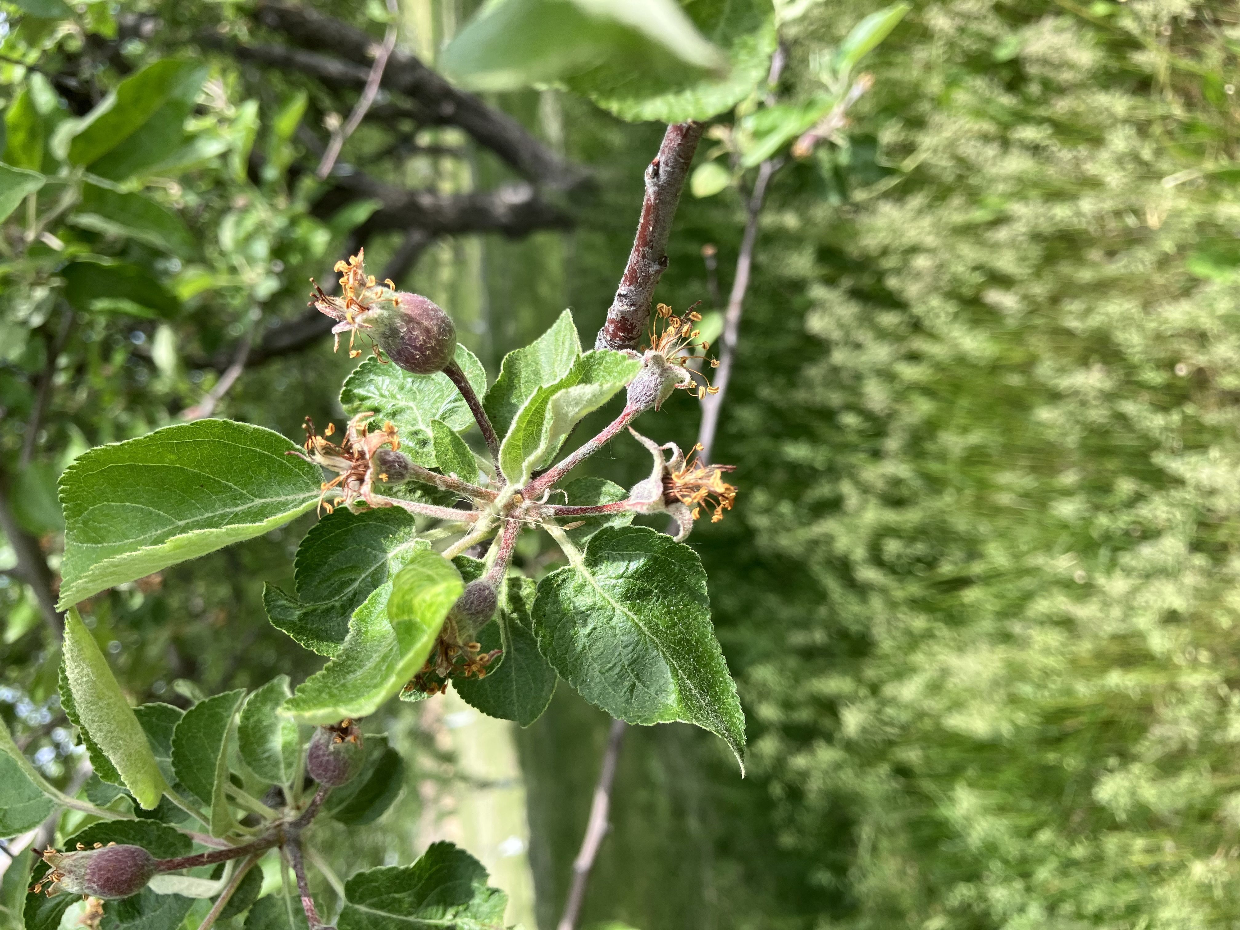 Missoula County Pest Alert May 26, 2026