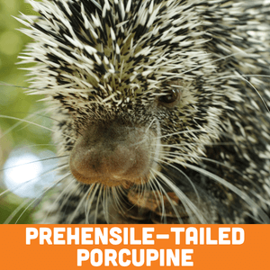 Prehensile-tailed porcupine