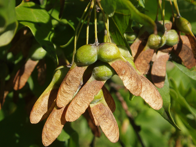Sugar Maple - Pack of 25 Seedling (6"-12")