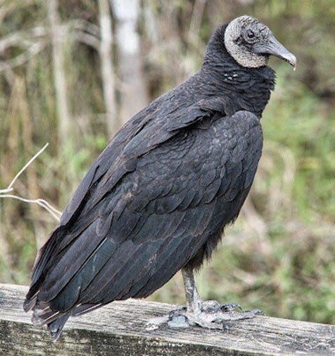 Vultures