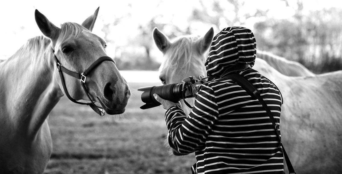Person with camera in front of two horses