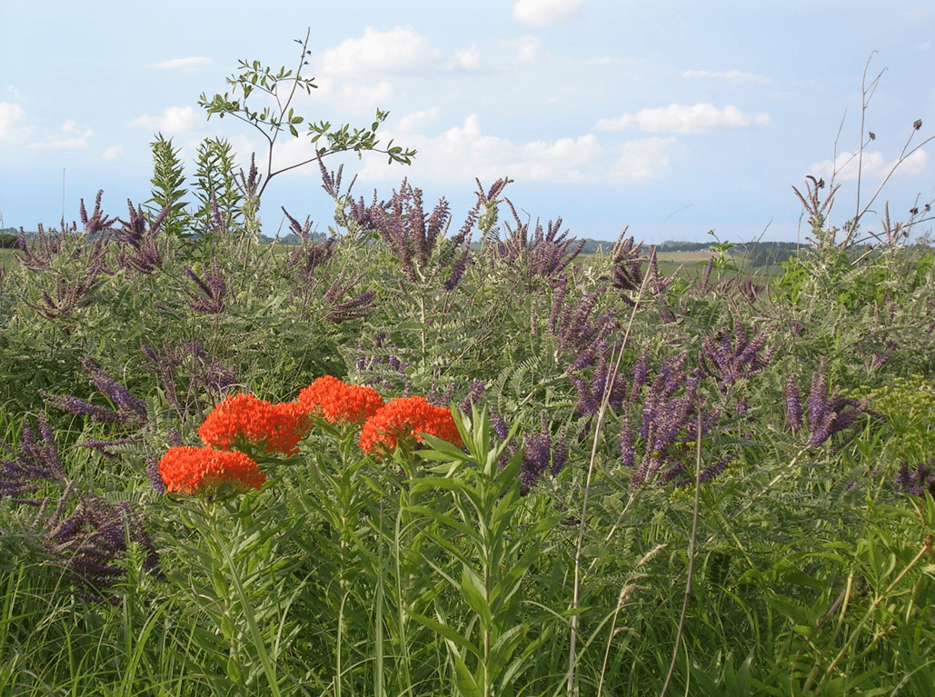 Red and purple wildflowers in bloom at Cuming City Prairie