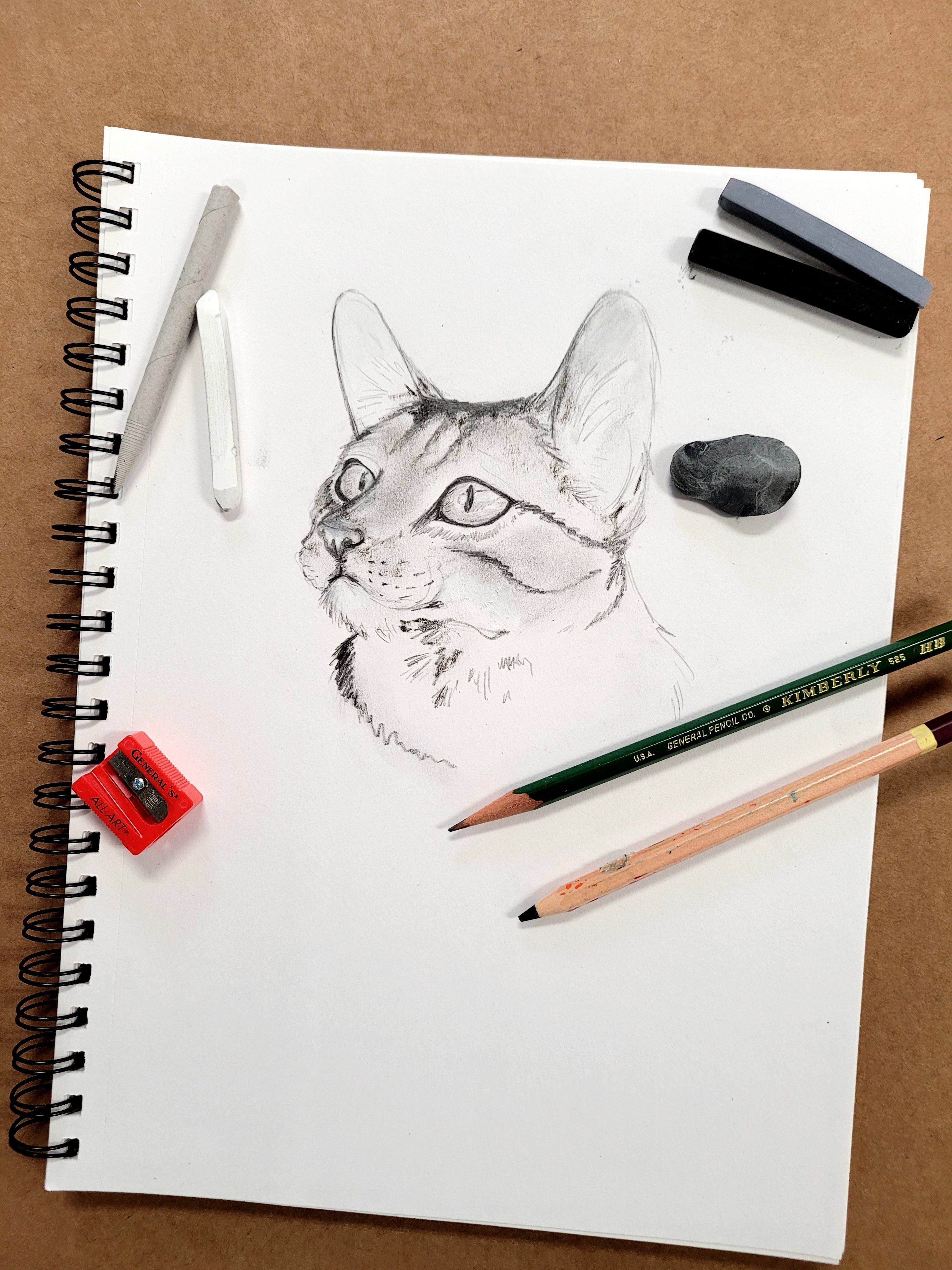 Drawing of cat with pencils and erasers