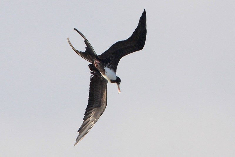 Magnificent Frigatebird Bird Gallery Houston Audubon