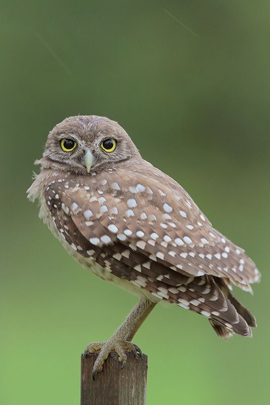 map of western burrowing owls are found where in texas