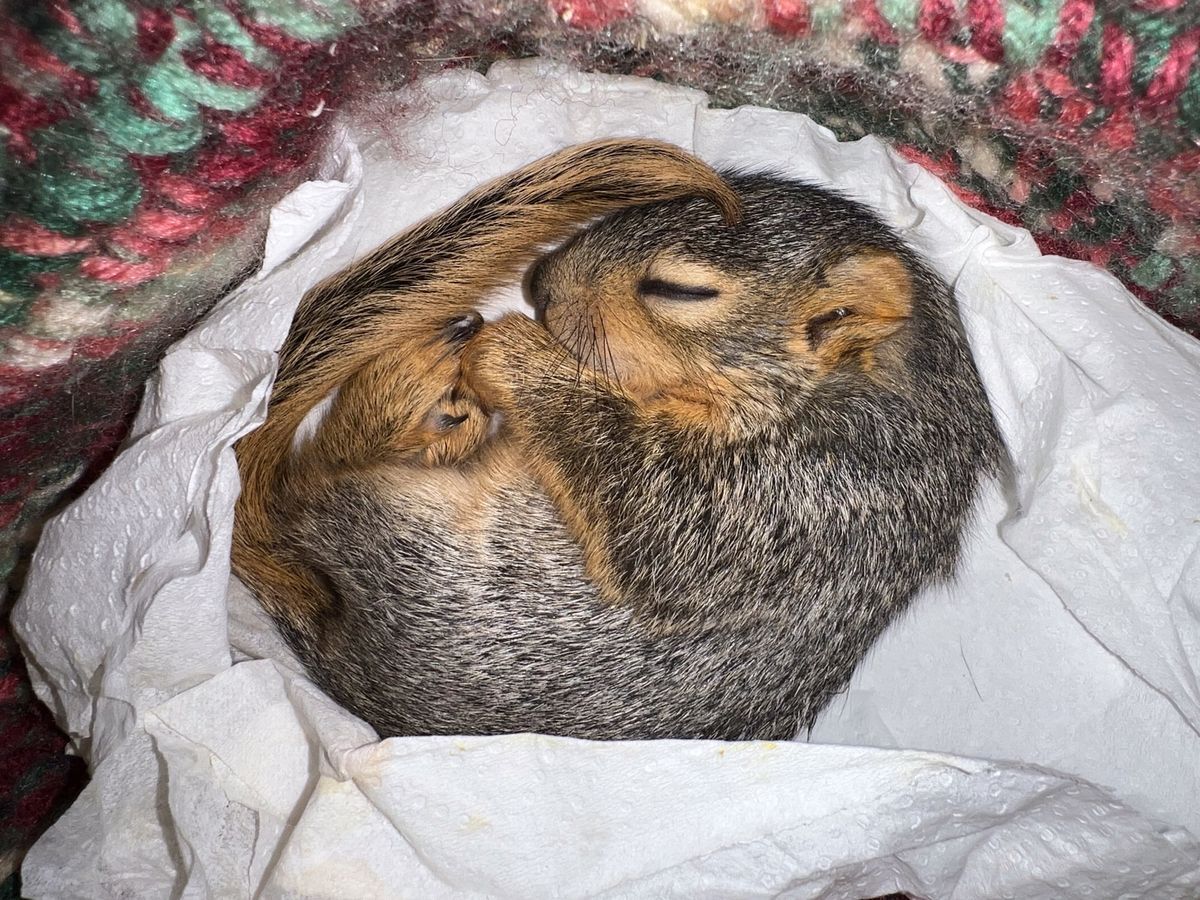 Baby Squirrel at Nebraska Wildlife Rehab