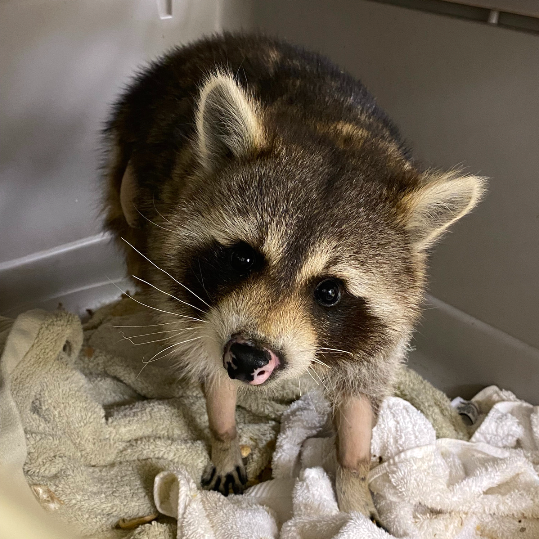 Anomaly Raccoon