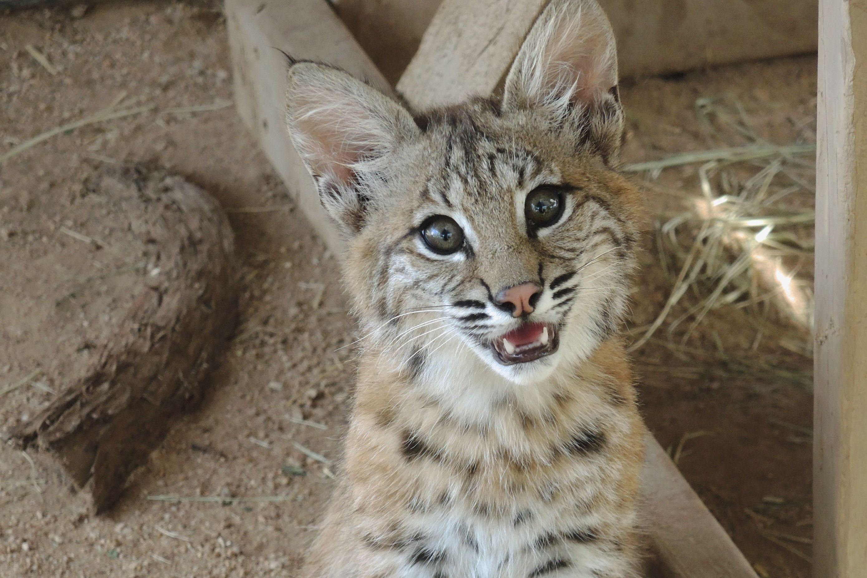 Bobcat kitten rehabilitation Southwest Wildlife