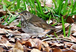 Gray-cheeked Thrush