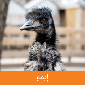 Emu
