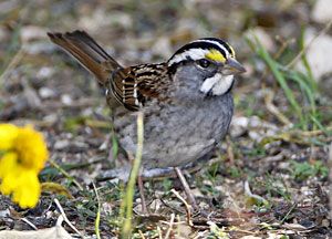 White-throated Sparrow (white morph)