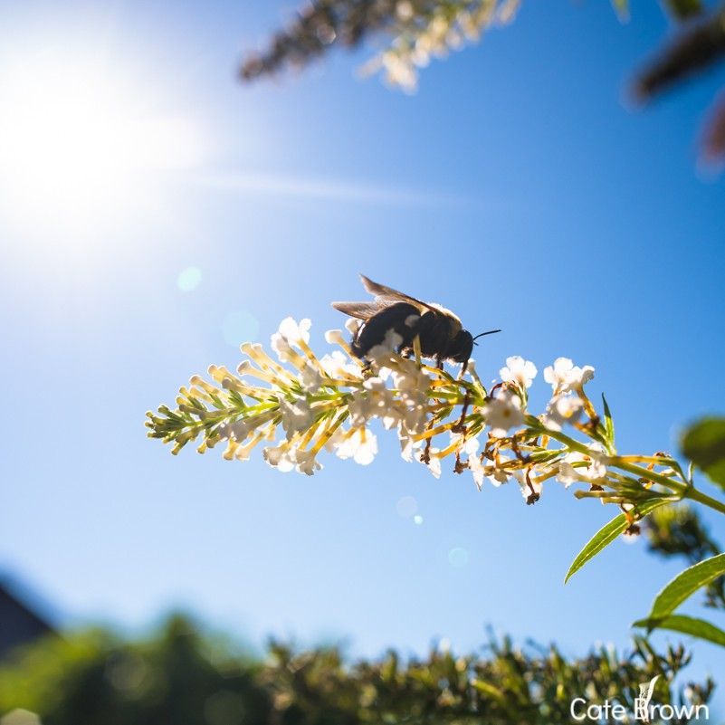 Building a Buzz in Rhode Island