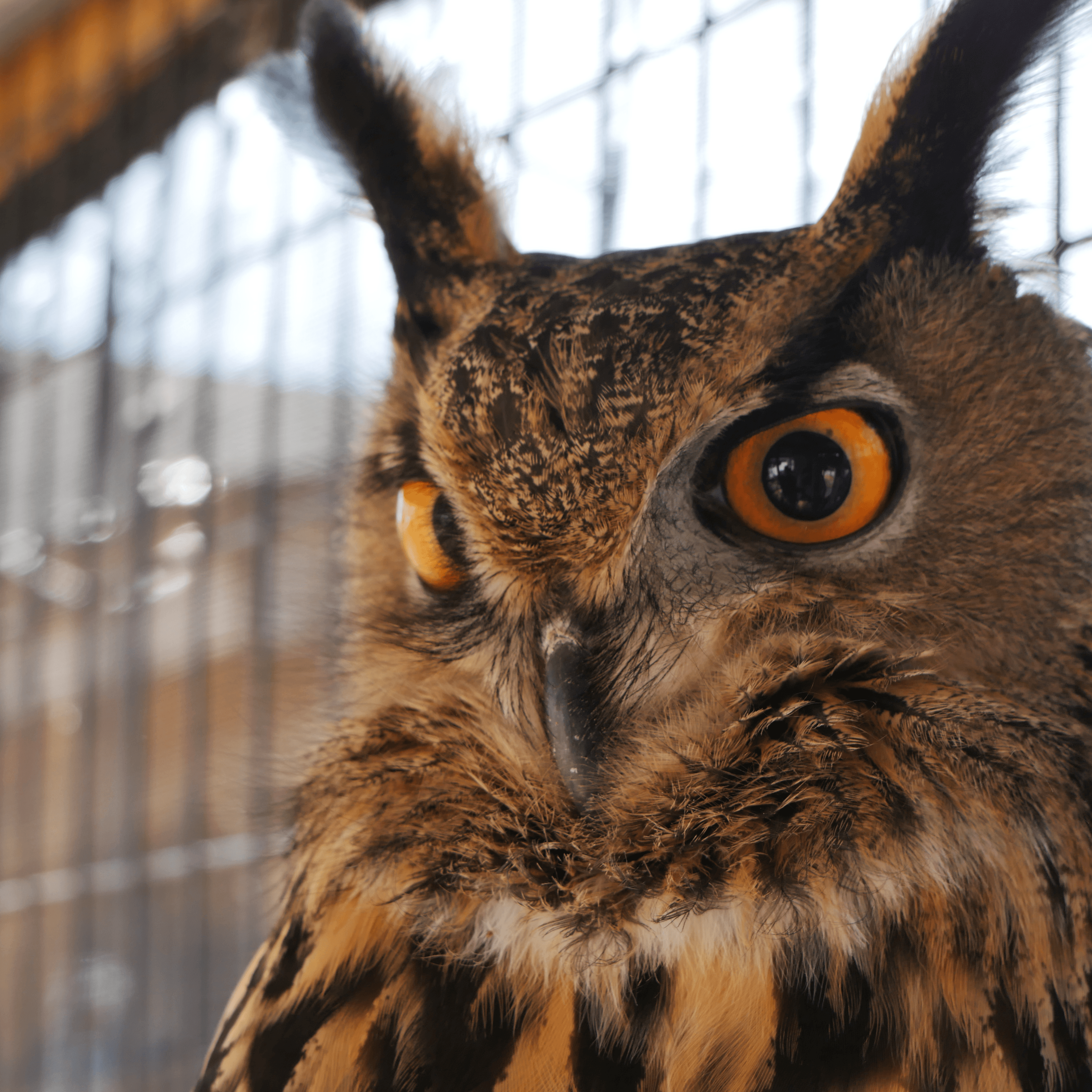 Eurasian Eagle Owl | OZZY