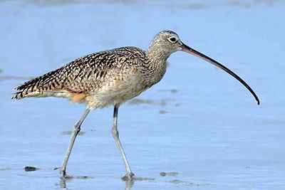 Long-billed Curlew by Greg Lavaty