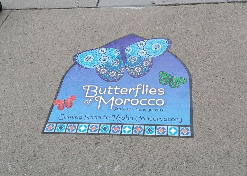 Butterflies of Morocco
