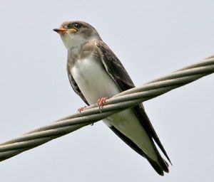 Bank Swallow