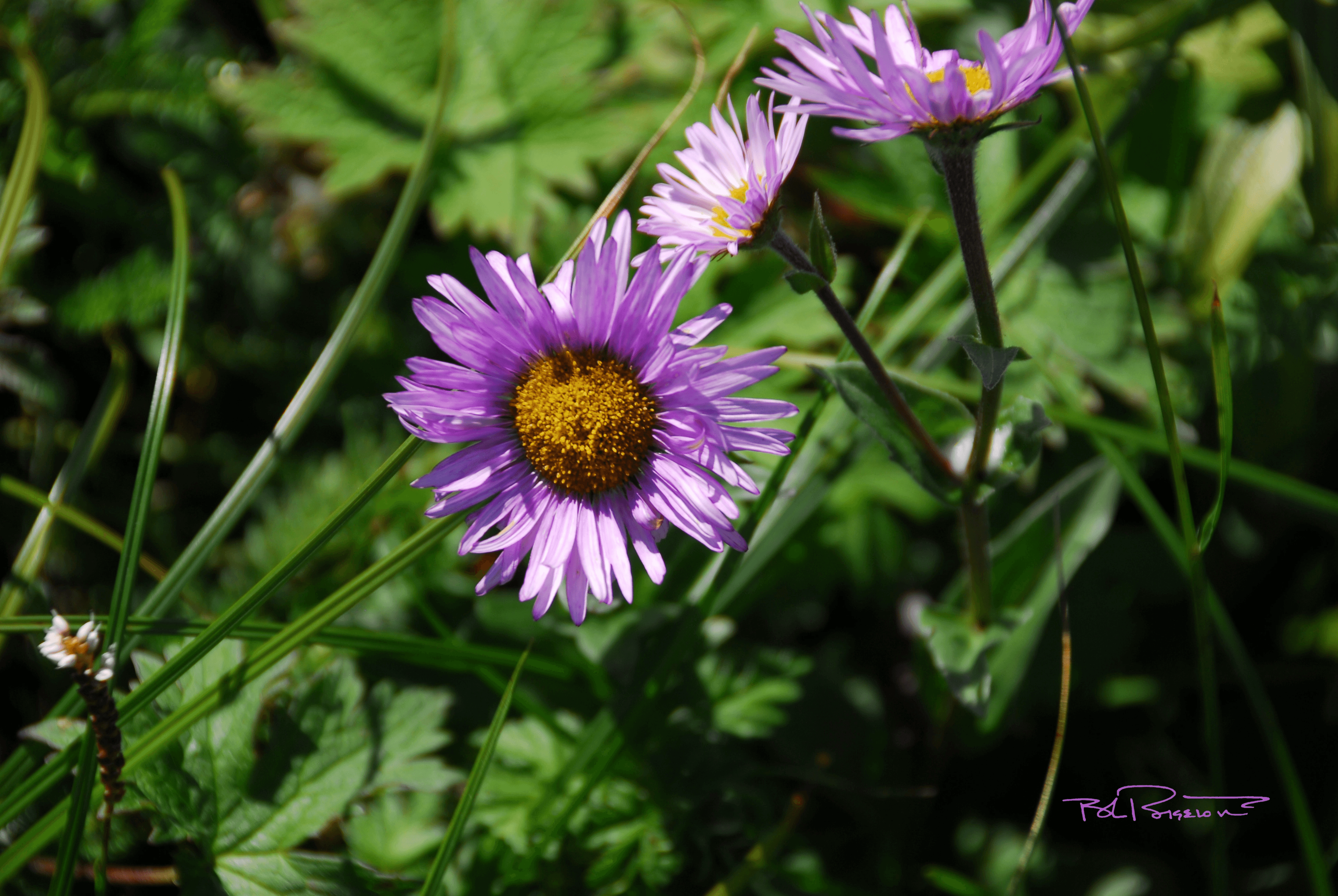 Alaska  Aster