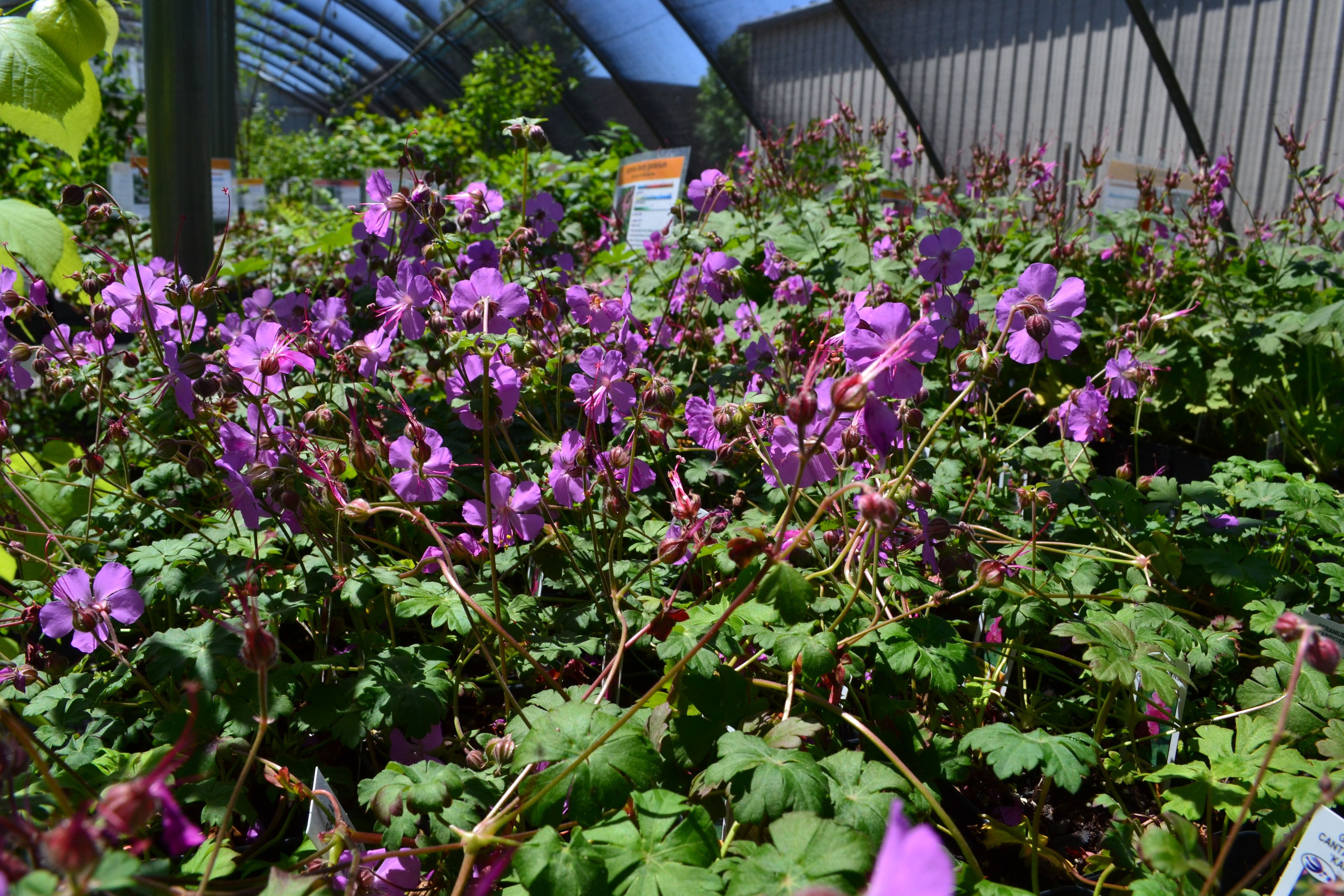 Bright purple geranium plants in a greenhouse