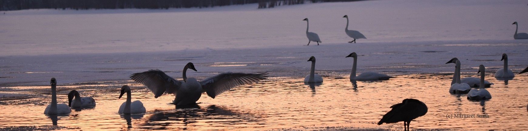 Trumpeter Swans in winter at sunset