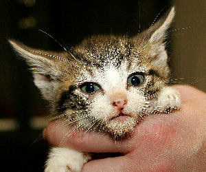 Meet Milhouse!