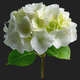 white flower