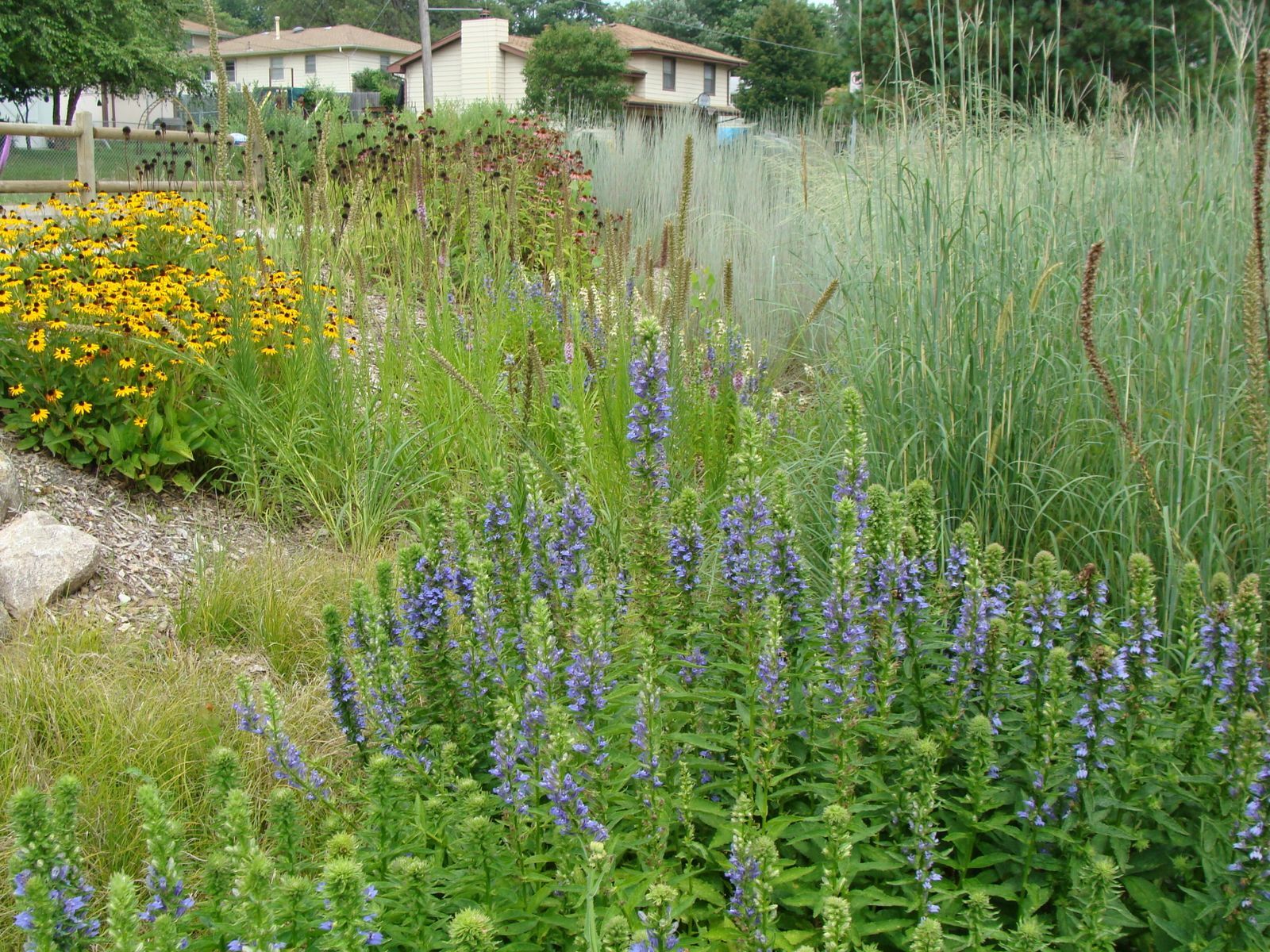 A rain garden with yellow and purple flowers and green foliage.