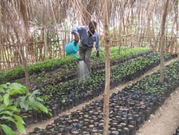 Tree nursery participant waters tree seedlings. Each of the 8 tree nurseries in the Medor area has at least 50 participants.