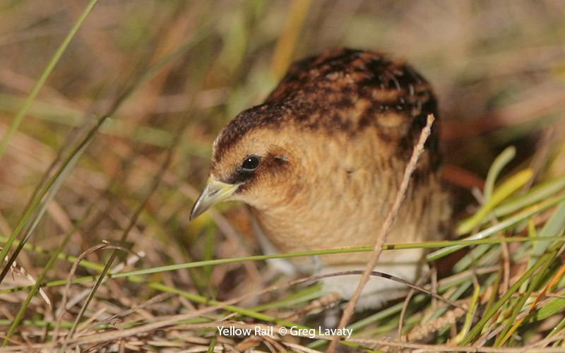 Yellow Rail