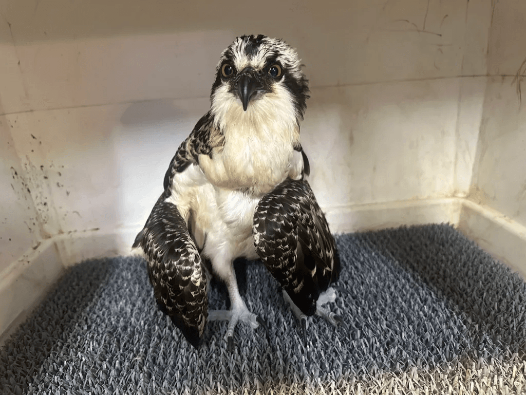 Study Links Menhaden Depletion to Osprey Chicks Starving in Nests