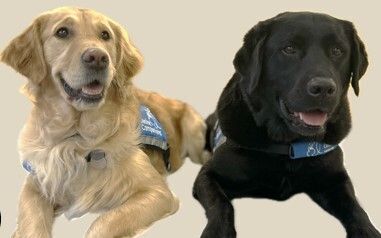 Therapy K9 Program