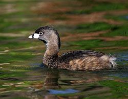 Pied-billed Grebe (adult)